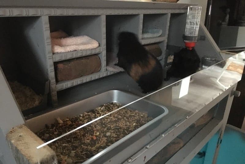 Cage a cochon d inde