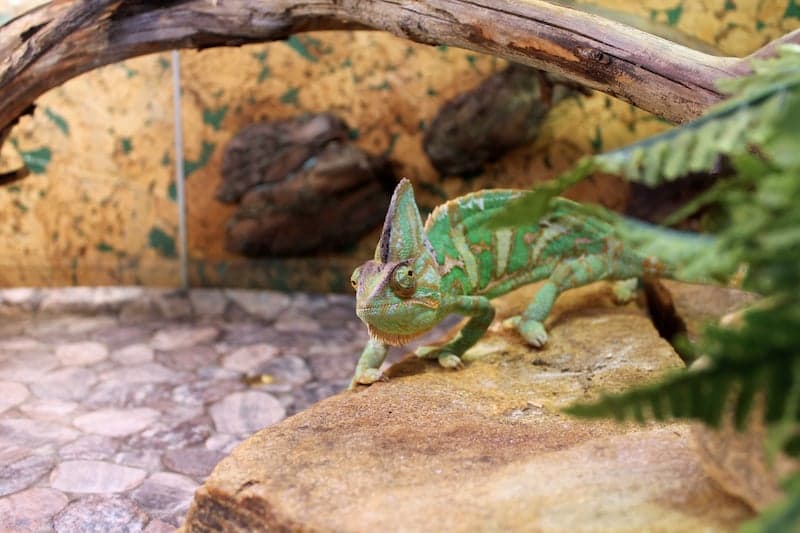 Terrarium en plexiglass pour les animaux