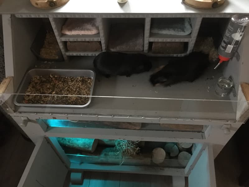 cage a cochon d inde