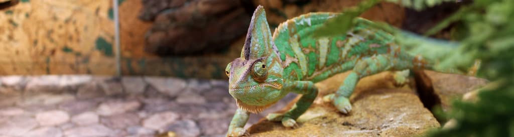 Fabriquer un terrarium pour les animaux