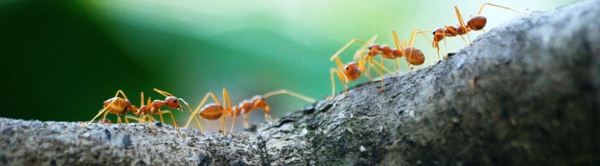 Fabriquer une fourmilière en plexiglass en soi-même