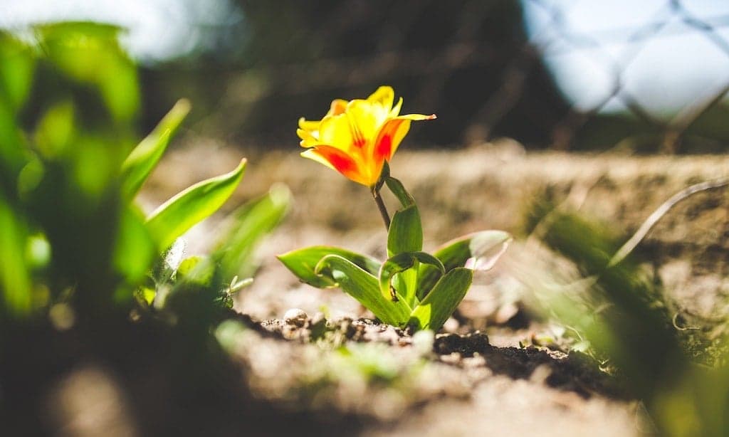 Relooker jardin pour printemps