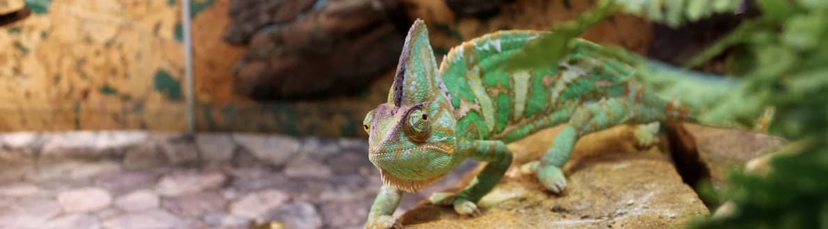 Terrarium-gekko-banner